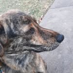 larry neely - @larry_dog1 - Instagram