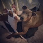 Mookie, Larry, Neely & Bruschi - @keepingupwiththezoonigas - Instagram