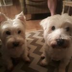 Larraine Emmerson - @larraineemmerson - Instagram