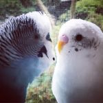 Neumann & Larry Penderkeet - @neumann_larry_penderkeet - Instagram