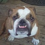 larry newcomb - @countryup222 - Instagram