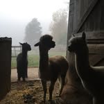 Larry, Newton, and Mog - @postalpacalips - Instagram