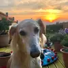 Larry - @larrymango - TikTok
