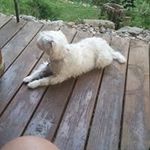 Larry Niccum - @larryniccum - Instagram
