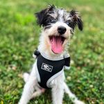 Larry Pendleton - @larrytheyorkipoo - Instagram