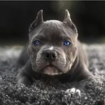 Larry Peralta - @larry.peralta - Instagram