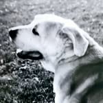 Larry Perrin - @lawrence.perino.39 - Instagram