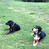 larrypfeifer - @pusspal53 - TikTok