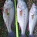 Larry Plummer - Facebook