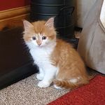 Larry Prior - @larrythekittenprior - Instagram