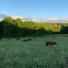 larrypursel - @larrypursel - TikTok