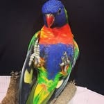 Larry the rainbow Lorikeet🌈 - @larry.rainbow.lorikeet - Instagram