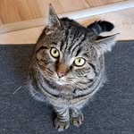 Larry Ranger 😻 - @misterlarrycat - Instagram