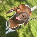 Larry Rhoades Jr. - @larryrhoadesjr - Instagram