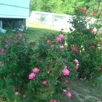 larryrigsbee - @larryrigsbee6858 - Instagram