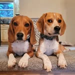 The Beagle Brothers - @_larry_roger_ - Instagram