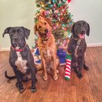 Rover aka Roverbear, Ro-Ro, Rovie, Rovasauras and Rigsby - @larryandrover - Instagram