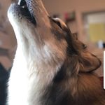 Larry Royston - @larryroyston - Instagram