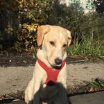 Larry Rubin Weissman - @larrythepuppup - Instagram