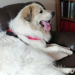 Larry ^^^ - @adventures_of_larry_and_ruby - Instagram