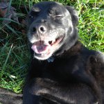 Ruby And Larry - @ruby_larry_dogs - Instagram