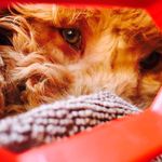 Sir Larry Scallywag - @larry__the__labradoodle - Instagram