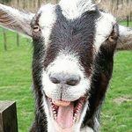 larry paschall - @paschalllarry - Instagram
