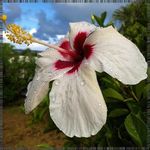 Dennis Drews - @larrysernacau - Instagram