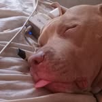 Larry D Shafer II - @larryshafer209 - Instagram