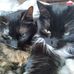 Larry Tanya Shrout - Facebook