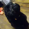 Larry Sòsä - @larrylobsterr_ - TikTok