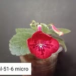 Larry Stacey - @nmcoyote2 - Instagram