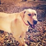 Larry - @larrytedesco - Instagram