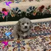 larrytesh - @larrytesh - TikTok