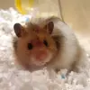 Larry the Hamster - @larrythehammie - TikTok