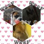 x.x.Shay_+_Ceasar_+_Larry.x.x - @xx.my_three_beautiful_dogs.xx - Instagram