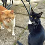 @larry_tilly.cat - Instagram