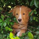 Larry - @larry.the.legend.toller - Instagram