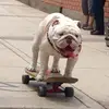 Larry Vale - @larry.vale5 - TikTok