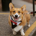 Larry Valentino Sanchez - @larryvalentinocorgi - Instagram