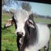 Larry Vangilder - Facebook