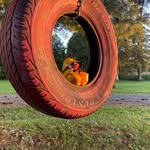 Sir Larry Waddles - @sir_larry_waddles_mssm - Instagram