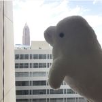 Larry The Beluga Whale - @larrythebeluga - Instagram
