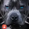 larrywhalen39 - @larrywhalen39 - TikTok