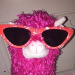Larry Whelan - @larry_the_alpaca_ - Instagram