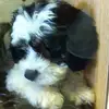 Larry Wickliffe - @larry.wickliffe4 - TikTok