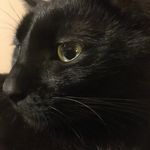 Larry And Willow - @larry_willow_ - Instagram