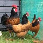 Larry Willow - @pandlpoultry - Instagram