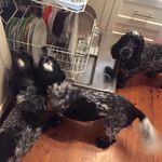 Larry, Willow And Snoozie - @larry_willow_snooze - Instagram