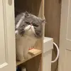 willowandlarry9 - @willowandlarry9 - TikTok